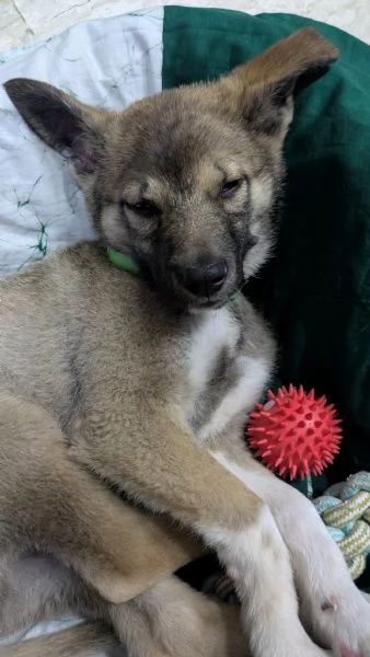 cucciolo meticcio | Foto 0