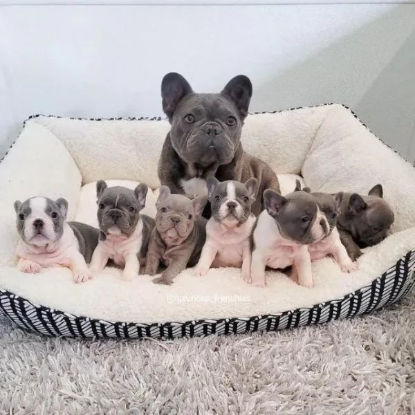 Regalo di cuccioli di Bulldog Francese da volontario