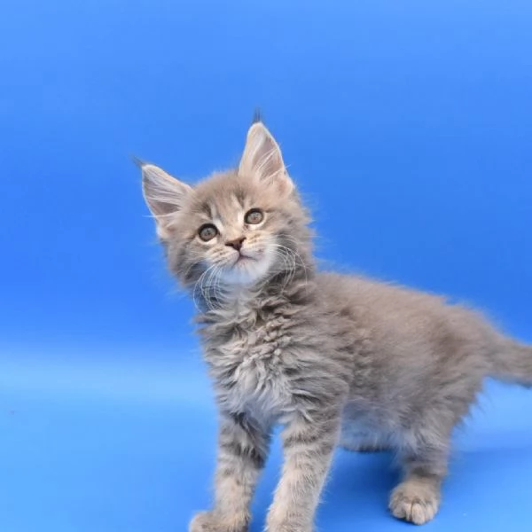 Cuccioli di Maine coon
