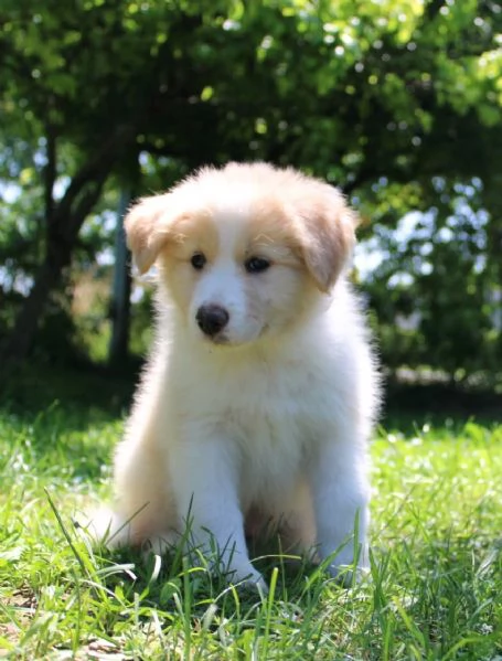 Cuccioli di Border Collie con pedigree  | Foto 4