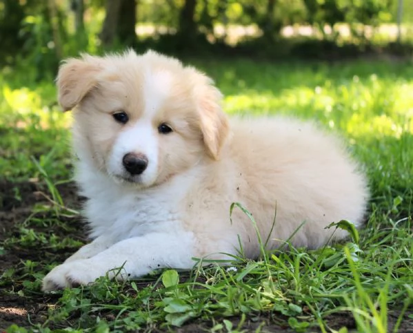 Cuccioli di Border Collie con pedigree  | Foto 3