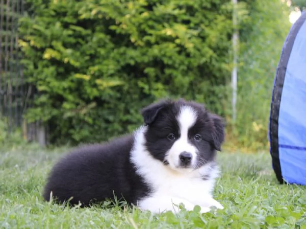 Cuccioli di Border Collie con pedigree  | Foto 2