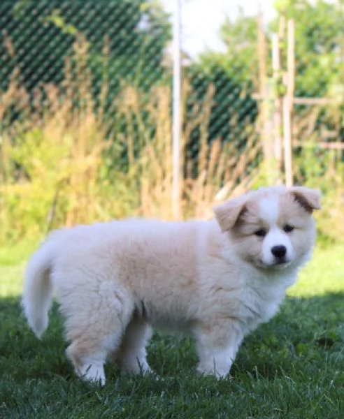 Cuccioli di Border Collie con pedigree  | Foto 1