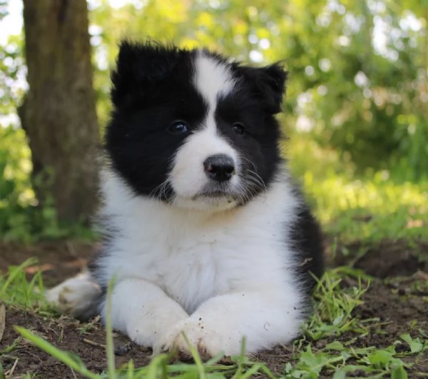 Cuccioli di Border Collie con pedigree 