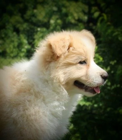 Cuccioli di Border Collie con pedigree  | Foto 0