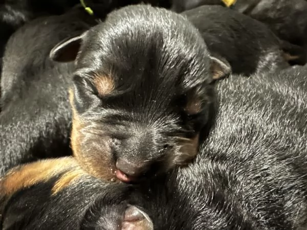 Cuccioli maschi rottweiler