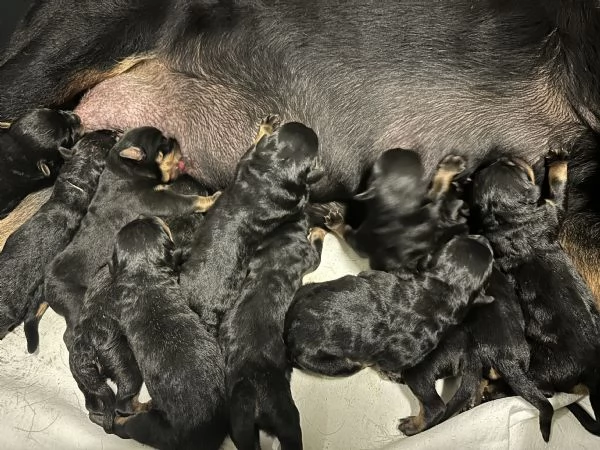 Cuccioli maschi rottweiler | Foto 4