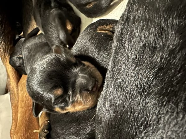 Cuccioli maschi rottweiler | Foto 3