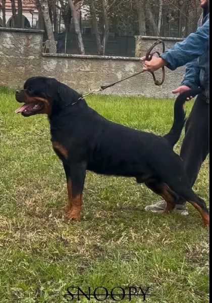 Cuccioli maschi rottweiler | Foto 2