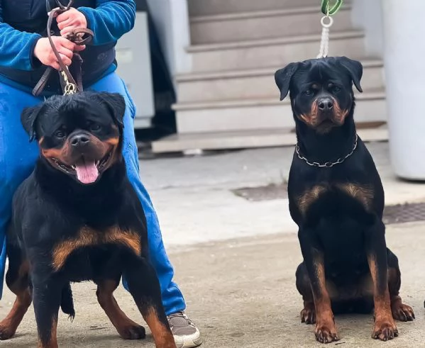 Cuccioli maschi rottweiler | Foto 1