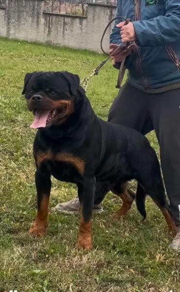 Cuccioli maschi rottweiler | Foto 0