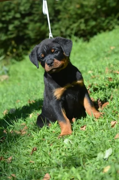 Cucciolo maschio rottweiler  | Foto 0