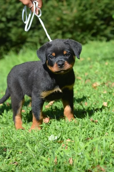 Cucciolo maschio rottweiler 