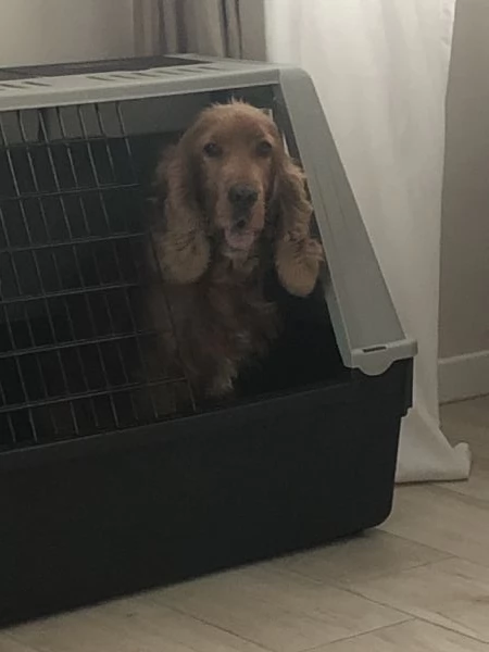 Regalo cocker spaniel