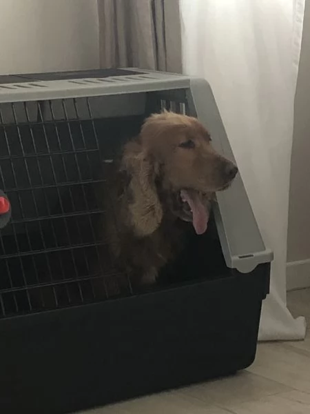 Regalo cocker spaniel | Foto 3