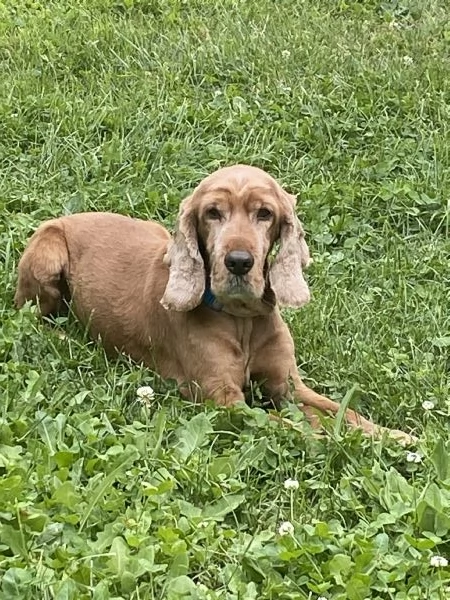 Regalo cocker spaniel | Foto 2