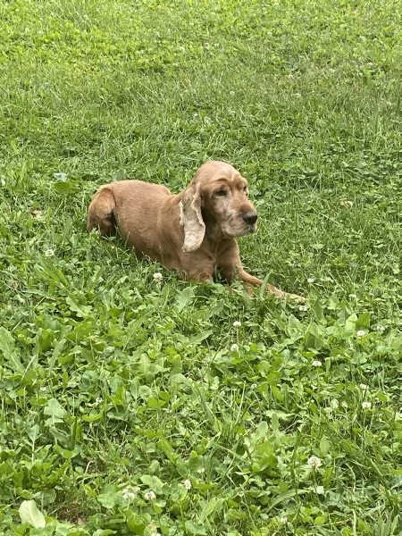 Regalo cocker spaniel | Foto 1