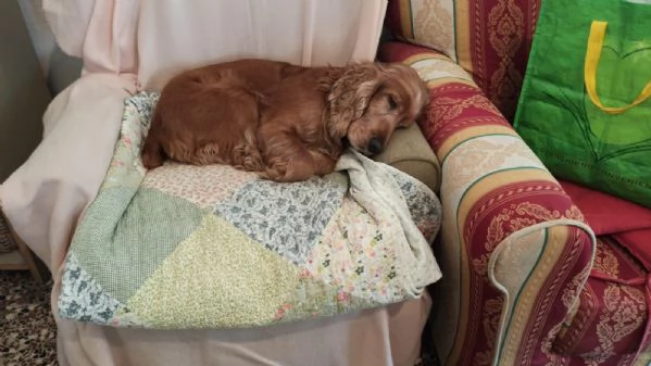 Regalo cocker spaniel | Foto 0