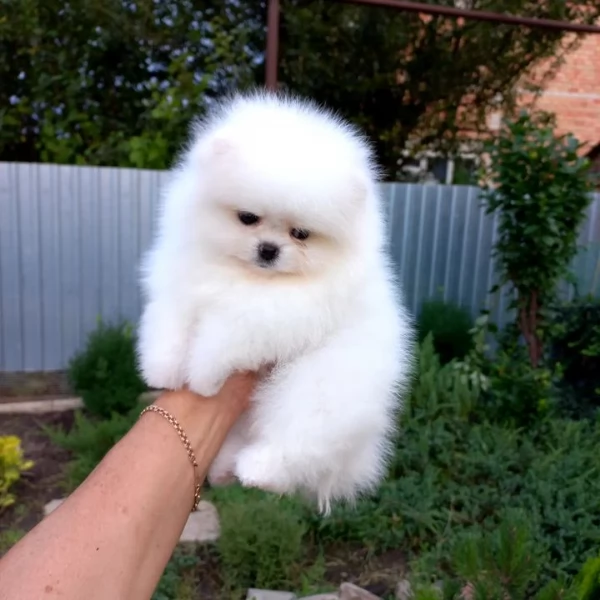 Bellissimi cuccioli di Pomerania maschio e femmina pronti per il loro matrimonio per sempre | Foto 2