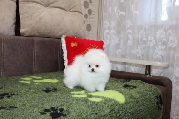 Bellissimi cuccioli di Pomerania maschio e femmina pronti per il loro matrimonio per sempre