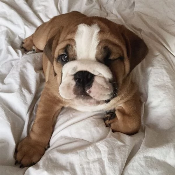 Healthy English bulldog puppies for sale now | Foto 3
