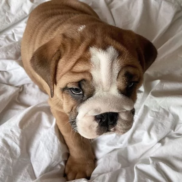 Healthy English bulldog puppies for sale now | Foto 2