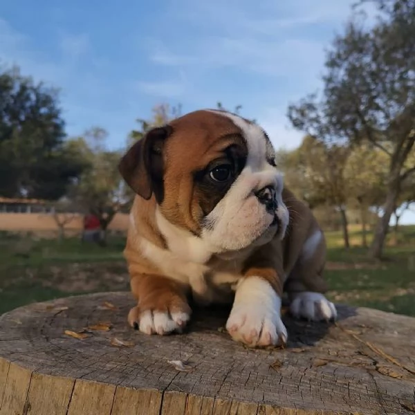 Healthy English bulldog puppies for sale now