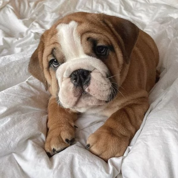 Healthy English bulldog puppies for sale now | Foto 1