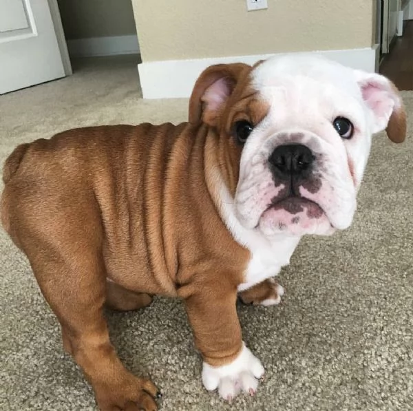 Healthy English bulldog puppies for sale now | Foto 0