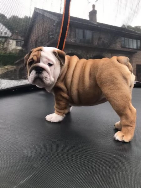 Pedigree Bulldog puppies with home training | Foto 2