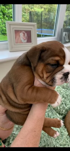 Lovely English Bulldog Puppies with home training | Foto 1