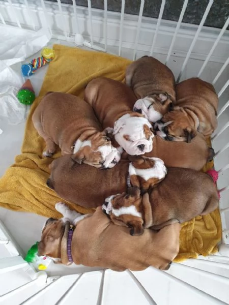 Champion Bloodline English bulldog puppies for sale | Foto 0