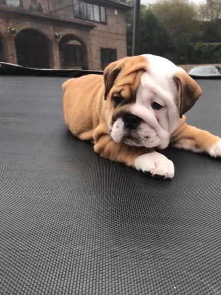 Vaccinated English Bulldog puppies available | Foto 1
