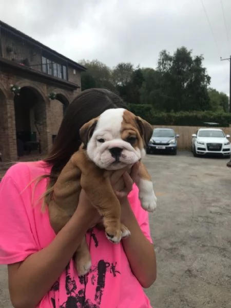 Cute Bulldog puppies with good healthy for sale