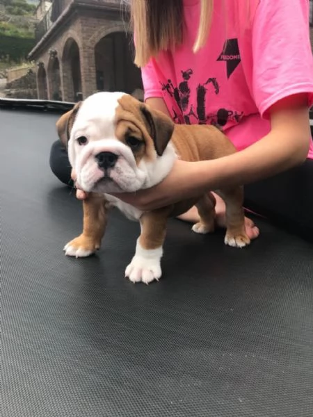 Cute Bulldog puppies with good healthy for sale | Foto 1