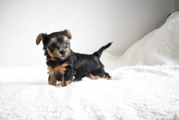 Yorkshire terrier puppies with good health for sale | Foto 3