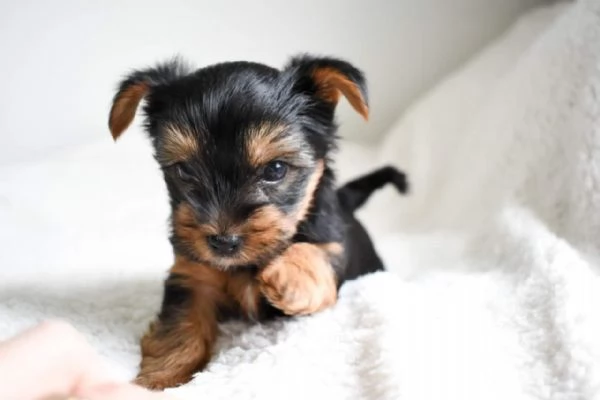 Yorkshire terrier puppies with good health for sale | Foto 2