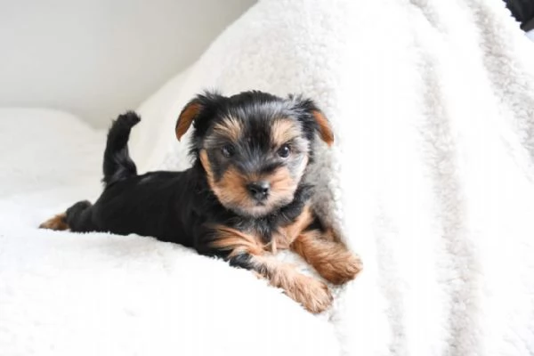 Yorkshire terrier puppies for adoption to loving homes | Foto 3
