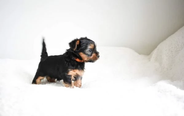 Yorkshire terrier puppies for adoption to loving homes