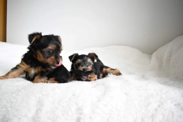 Yorkshire terrier puppies for adoption to loving homes | Foto 0