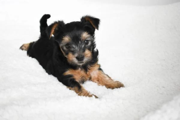 Healthy Yorkie puppies with home training | Foto 0