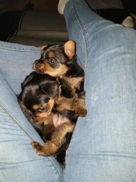 Vaccinated Yorkshire Puppies available for sale | Foto 2
