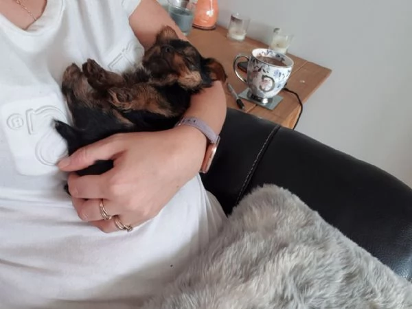 Vaccinated Yorkshire Puppies available for sale | Foto 1