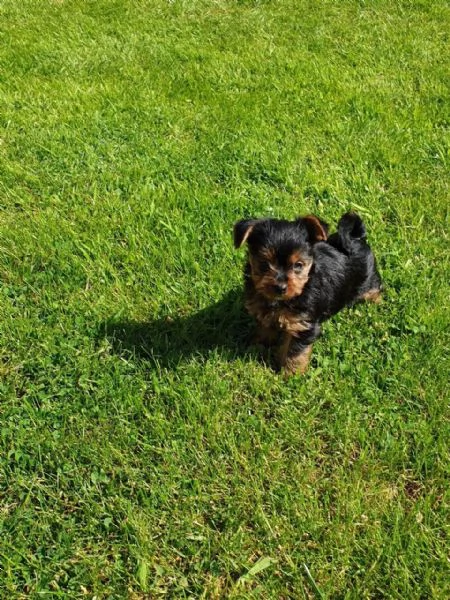 Vaccinated Yorkshire Puppies available for sale | Foto 0