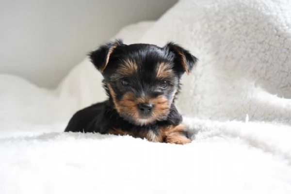 Toilet trained Yorkshire terrier puppies for sale