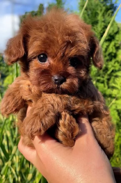 Toy poodle puppies with toilet training available for sale | Foto 2