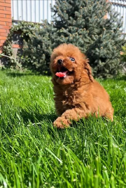 Toy poodle puppies with toilet training available for sale