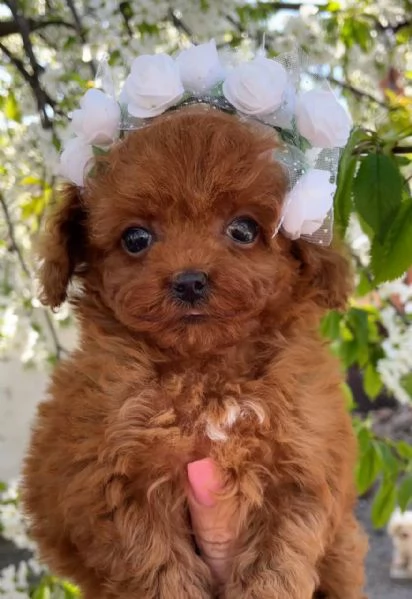 Toy poodle puppies with toilet training available for sale | Foto 0