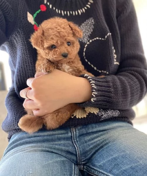 Pedigree Toy Poodle puppies ready now sale | Foto 2