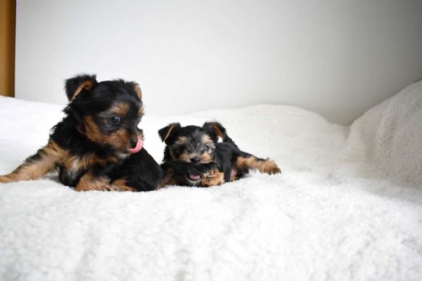 Top bloodline Yorkshire terrier puppies for sale | Foto 2